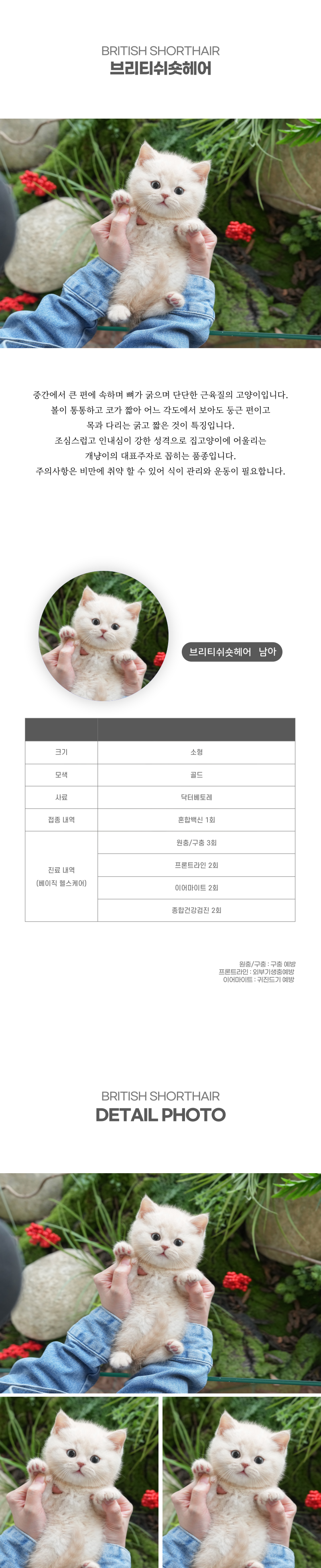 브리티쉬숏헤어_상세이미지_2